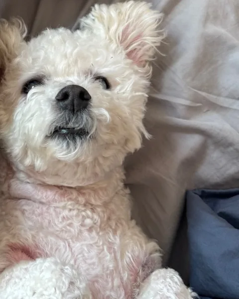 Som asleep belly-up on the bed covers
