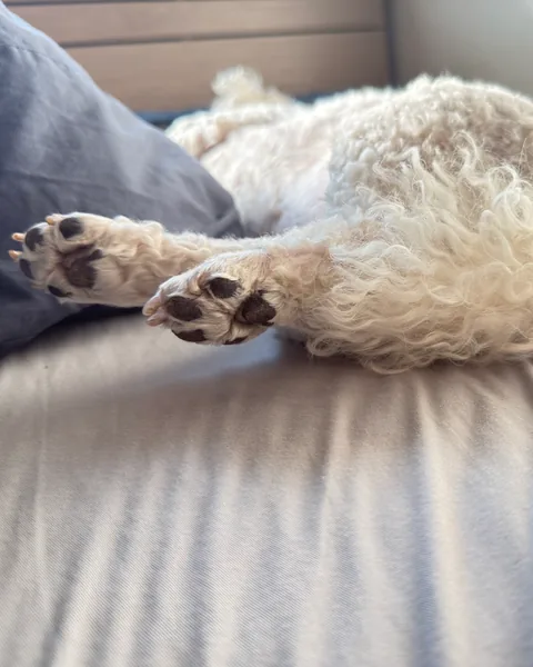 Som asleep on the bed with hind legs stretched out behind, paw pads showing
