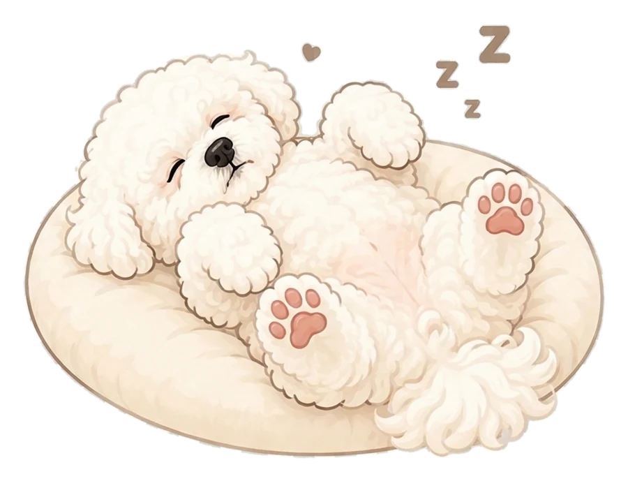Drawing of a bichon sleeping belly-up on a cushion
