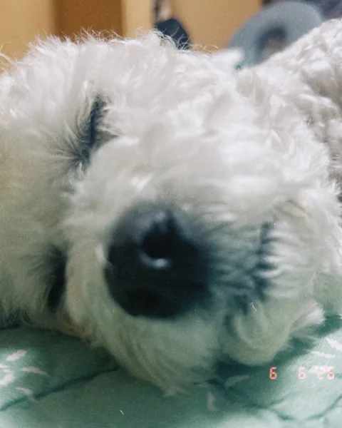 Close-up of Som asleep tummy-down, face resting on a mint quilted mat